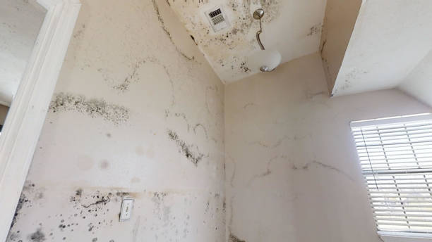 Best Residential Mold Inspection & Testing  in Pompano Beach, FL