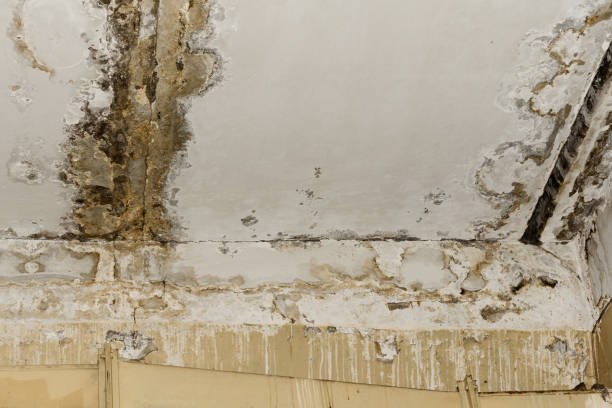 Best HVAC Mold Inspection and Cleaning  in Pompano Beach, FL