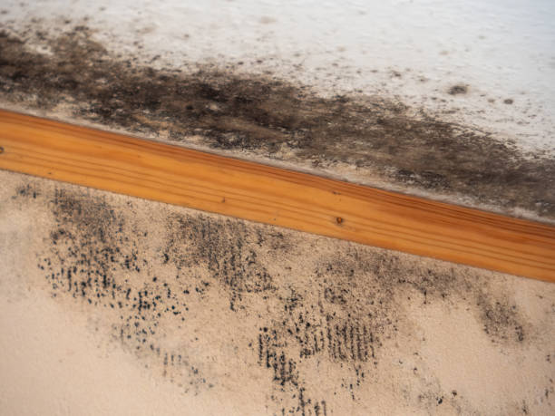 Best Dehumidification Services  in Pompano Beach, FL