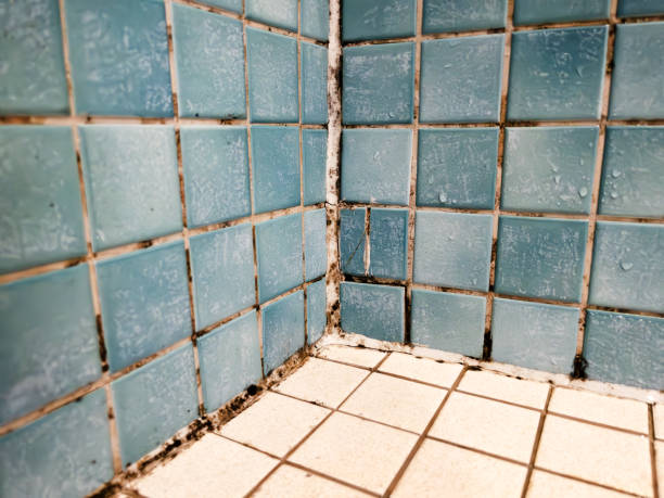 Best Industrial Mold Remediation  in Pompano Beach, FL
