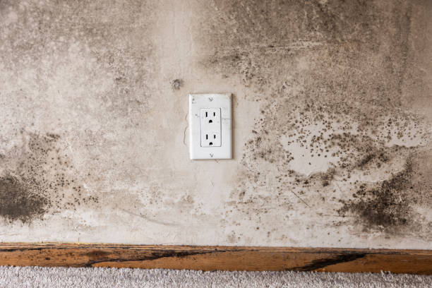 Best Post-Remediation Verification Testing  in Pompano Beach, FL