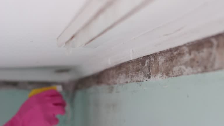 Environmental Consulting for Mold Prevention in Pompano Beach, FL